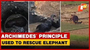Odisha Uses Archimedes’ Principle To Rescue Elephant Trapped In 30-Foot Well | OTV