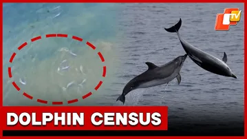 Three-Day Dolphin Census To Begin In Chilika From Tomorrow | OTV