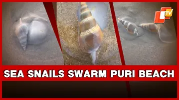 Thousands Of Sea Snails Swarm Puri Seashore, Tourists Amazed | Odisha