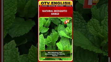 Keep Mosquitoes Away Naturally with These 5 Indoor Plants