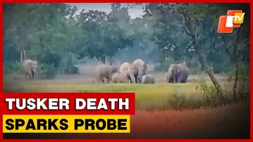 12-Year-Old Tusker Found Dead In Baripada, Forest Dept Begins Probe