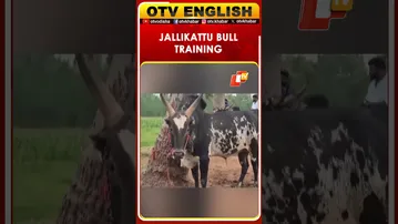 Bull Owners Intensify Bull Training In Sengurichi Ahead Of Jallikattu