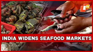 India Broadens Seafood Reach As Shrimp Exports Climb 18% Amid High U.S. Duties