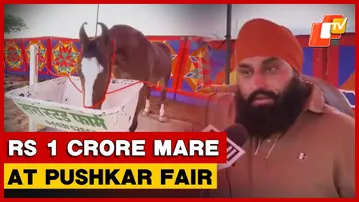 Star Of Pushkar Fair: Rs 1 Cr Mare ‘Nagina’ Wins Hearts In Ajmer