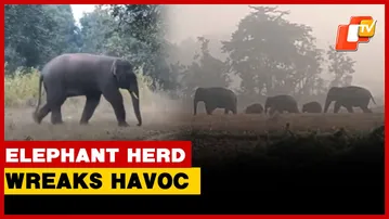 25 Elephants Wreaks Havoc In Keonjhar’s Champua Range, Forest Officials On High Alert | Odisha OTV