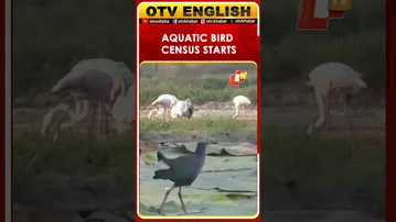 Thoothukudi, Tamil Nadu: Aquatic Bird Census For Population Assessment