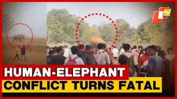 Elephant Attack Claims Life In Sundargarh Village, Panic Near Forest Area