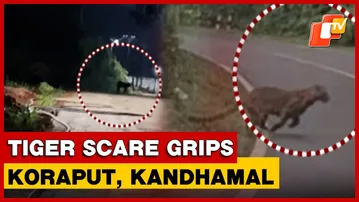 Viral ‘Tiger’ Videos Trigger Fear In Odisha’s Koraput And Kandhamal