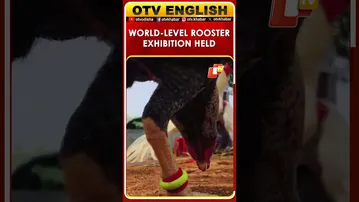Dindigul Hosts World-Level Rooster Show Yesterday