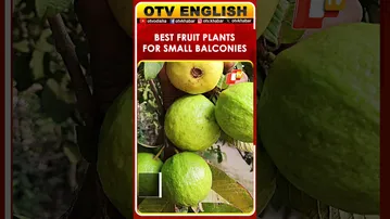 Turn Your Balcony Into A Fruit Garden With These Simple Plants