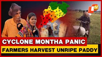 Farmers Rush To Harvest Unripe Paddy As Cyclone Montha Threat Looms Over Odisha