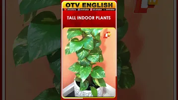 Elegant Tall Indoor Plants to Elevate Your Home