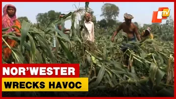 Nor’wester Devastates 50 Acres Of Maize Crop Before Harvest In Odisha | OTV