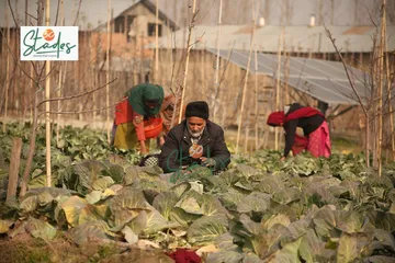 mir-kashmir-farmer-organic-lead-30stades