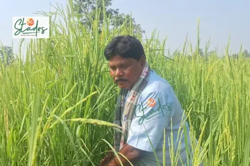 rantal-native-paddy-organic-lead-30stades