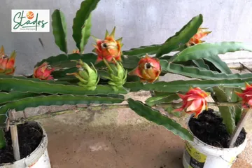 five-steps-dragon-fruit-balcony-30stades