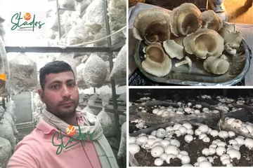 himanshu-saini-mushroom-lead-saharanpur-30stades