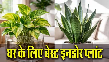 Summer Cooling Indoor Plant