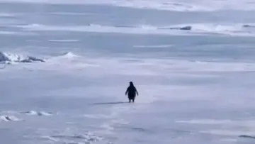 lone penguin walk