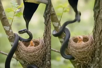Viral video