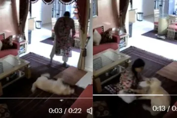 Maid beating pet mercilessly