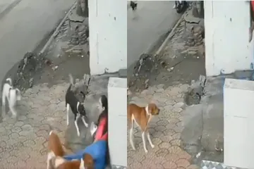 Indore Viral Video
