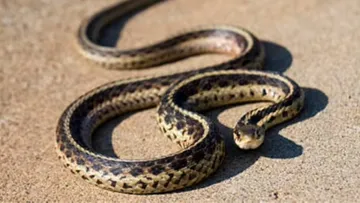 Signs of snakes
