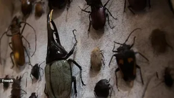 Cockroach ear prevention