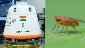 Fruit flies in space