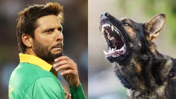 Shahid Afridi Controversy