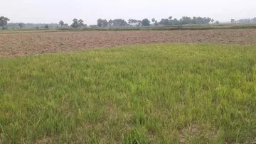 Couple dies lightning strike  ,Nadia lightning death  ,Murutia Nadia incident , Singadanga Sardarpara tragedy  ,agricultural workers struck by lightning,  Weather hazards India  ,Lightning deaths rural Bengal  ,Monsoon accident Nadia,  Field work danger lightning,  Early morning strike lightning,বজ্রপাতে দম্পতির মৃত্যু  ,নদিয়া বজ্রপাত ঘটনা  ,মুরুটিয়া থানার মর্মান্তিক দুর্ঘটনা,  সিংগাডাঙ্গা সরদারপাড়া বজ্রাঘাত,  কৃষি কাজে মৃত্যু , গ্রামীণ ঝড়-বিপদ  ,মৌসুমী বজ্রঝড়,  মাঠে কাজের সময় বজ্রপাত,  প্রাকৃতিক বিপর্যয় , সন্ধানে-উদ্ধারের সংবাদ