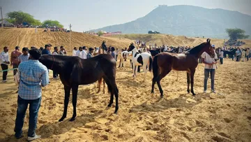 Pushkar Mela 2025: জমে উঠেছে পুষ্কর মেলা।