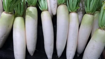 Radish Benefits: মূলা খাওয়ার বিরাট উপকারিতা, কী সেটা জেনে নিন।