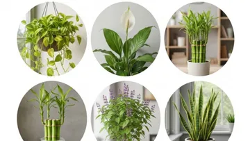 ইনডোর প্ল্যান্ট,Indoor Plants,পজিটিভ এনার্জি,Positive Energy at Home,বাস্তু টিপস	Vastu Tips for Plants,মানসিক প্রশান্তি,Plants for Calmness,বাতাস পরিষ্কারকারী গাছ	Air Purifying Plants,সৌভাগ্যের গাছ,Lucky Plants for Home,মানিপ্ল্যান্ট ও তুলসী	Money Plant and Tulsi,গৃহসজ্জা,Home Decor with Plants,ফেং শুই টিপস,Feng Shui Plants, গাছের যত্ন,Houseplant Care