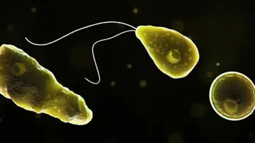 amoebic
