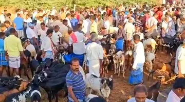 Ramanadhapuram goat sale