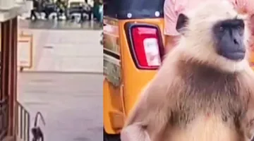 Monkey issue