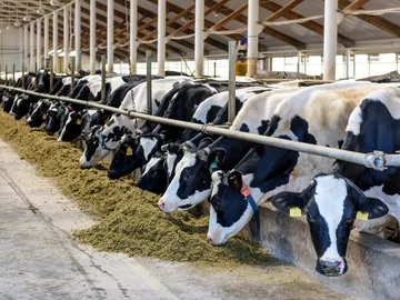 dairyfarm