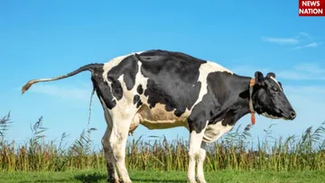 cow urine