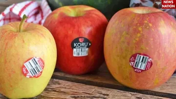 Fruit codeword (3)