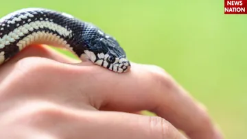 Snake Bite