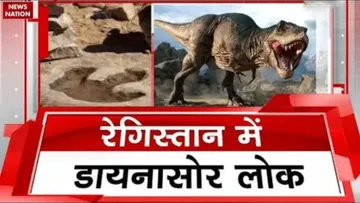Remains of Dinasaurs