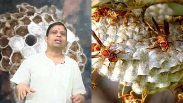 Acharya Balkrishna Tips (23)