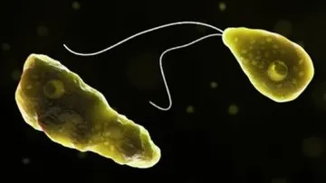 Know all about brain-eating amoeba infection that claimed 19 lives in Kerala