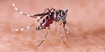 Manipur dengue cases: 102 more test positive; total reaches 2,585 in 2025