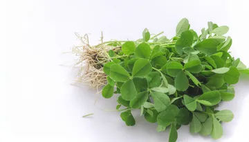 मेथी के छोटे से पत्तों में छुपा सेहत का खजाना, सर्दियों में खाने से मिलेंगे अनेक फायदे