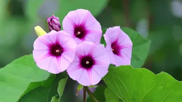 स्वास्थ्य के लिए वरदान है विधारा, जड़ से लेकर फूल तक सब फायदेमंद