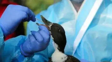 बिहार: दरभंगा में एवियन इन्फ्लुएंजा की पुष्टि, हाई अलर्ट जारी