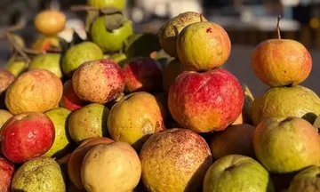 Sebiya amrud benefit