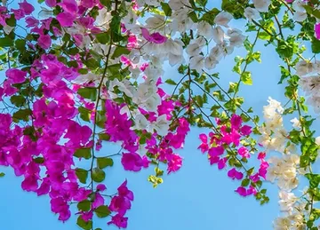 Bougainvillea flower benefit